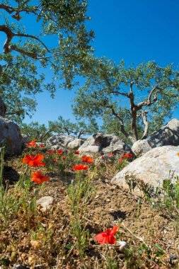 Büyük ve eski antik zeytin ağacı Mediterran Zeytin bahçesinde