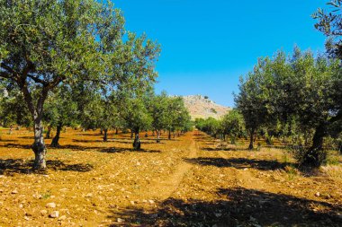 Büyük ve eski antik zeytin ağacı Akdeniz'de Zeytin bahçesinde