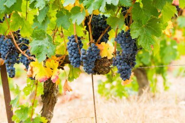 Olgun kırmızı şarap üzüm hasat hazır