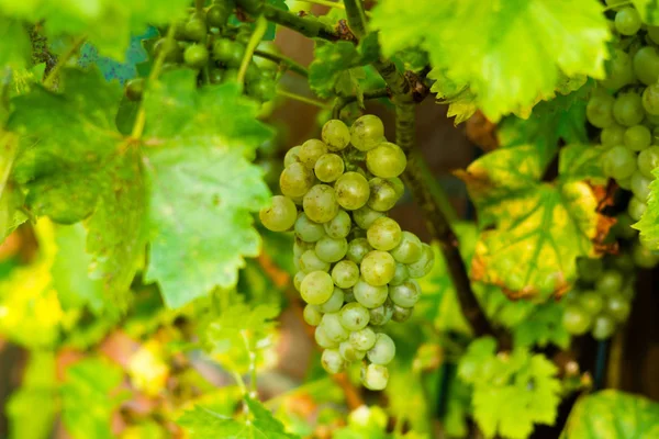 Raisin Vin Blanc Mûr Orgénique Dans Vignoble Prêt Récolte Production — Photo