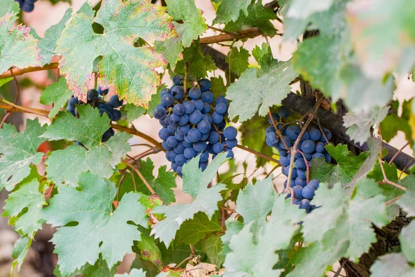 Uva de vinho tinto madura pronta para a colheita — Fotografia de Stock