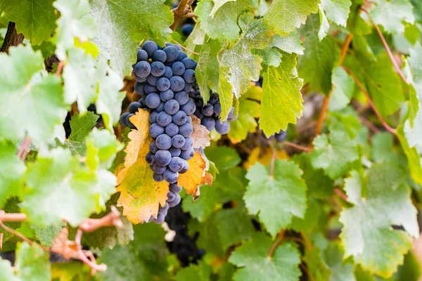 Uva de vinho tinto madura pronta para a colheita — Fotografia de Stock