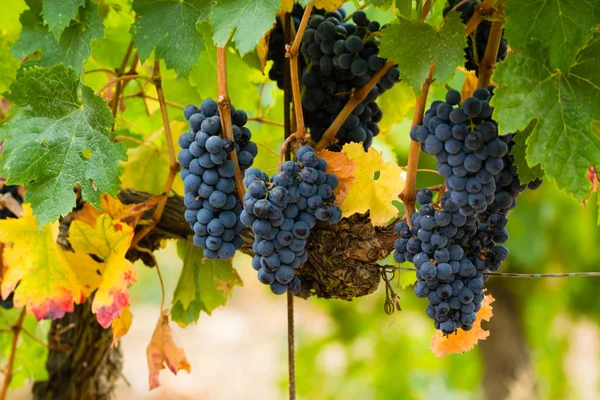 Olgun kırmızı şarap üzüm hasat hazır