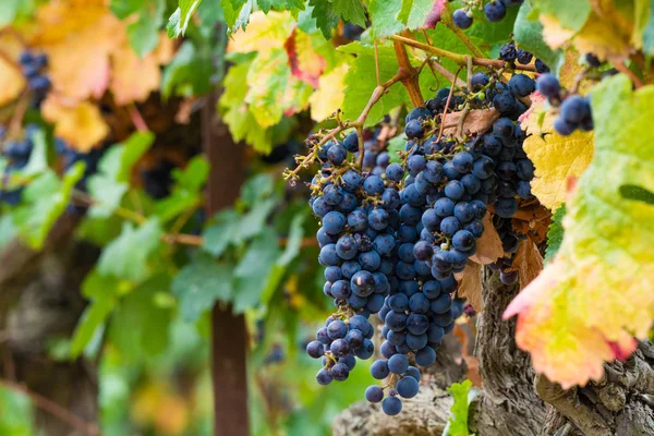 Ripe red wine grape ready to harvest — Stock Photo, Image