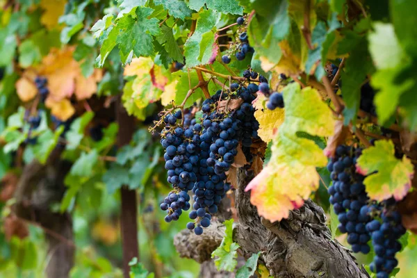 Uva de vinho tinto madura pronta para a colheita — Fotografia de Stock