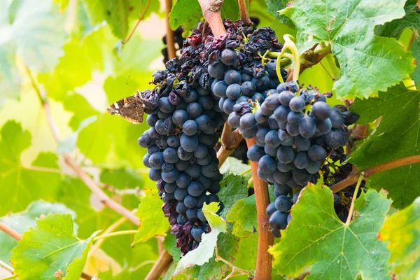 Uva de vinho tinto madura pronta para a colheita — Fotografia de Stock