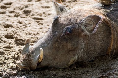 Büyük yaban domuzu, Afrika'da yaşıyor, vahşi hayvan yakın