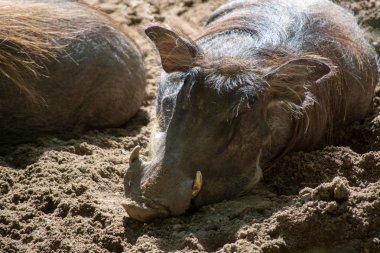 Büyük yaban domuzu, Afrika'da yaşıyor, vahşi hayvan yakın