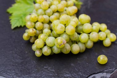 Beyaz Şaraplık riesling, hasat ve şarap yapmak için hazır