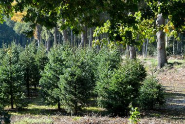 Hollanda 'da Noel ağacı tarlası, Nordmann köknar hazır