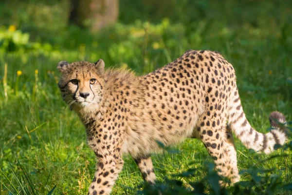 Vörös Lista Állat Gepárd Vagy Cheeta Leggyorsabb Szárazföldi Állat Nagy — Stock Fotó