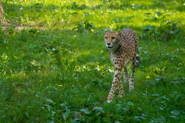 Vörös Lista Állat Gepárd Vagy Cheeta Leggyorsabb Szárazföldi Állat Nagy — Stock Fotó