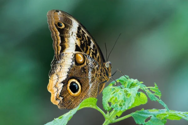 Güzel baykuş kelebek kopyalama alanı kadar yakın