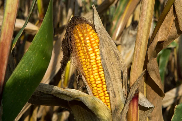 Olgun sarı organik mısır kulağı hasat hazır, mısır tarlaları