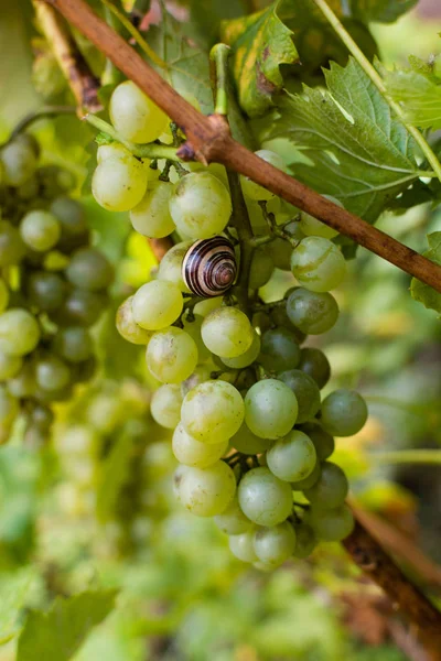 Bílé vinné hrozny Ryzlink rýnský, připravena ke sklizni a výrobu vína — Stock fotografie