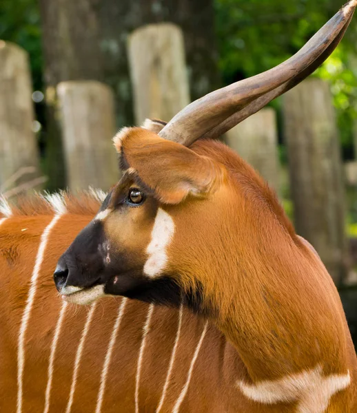 Bela animal - grande antílope bongo oriental, extremamente raro um — Fotografia de Stock