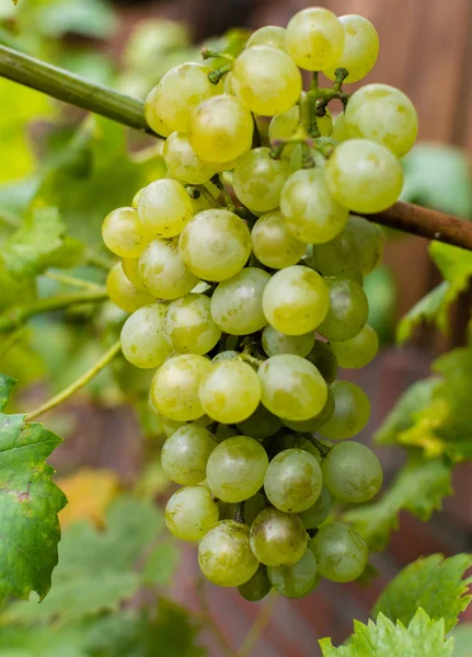 Białe wino z winogron riesling, gotowe do zbioru i produkcji wina — Zdjęcie stockowe