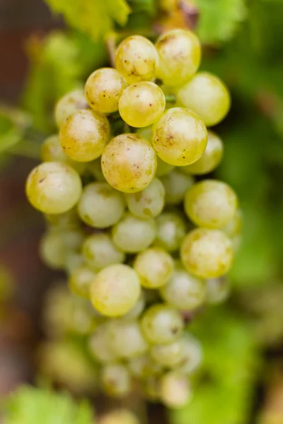 Beyaz Şaraplık riesling, hasat ve şarap yapmak için hazır — Stok fotoğraf