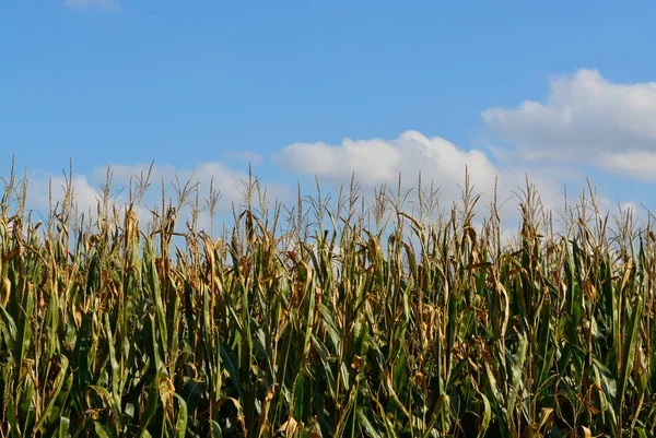Olgun sarı mısır kulak hasat hazır