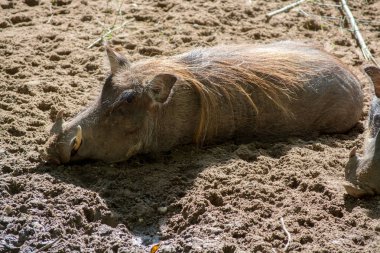 Süs yakın taş tabaklarda yaprakları ile Sağlıklı vejetaryen gıda yeşil olgun avokado yeni hasat
