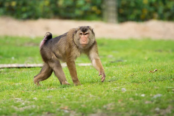 Gouden bellied mangabey aap in de dierentuin — Stockfoto
