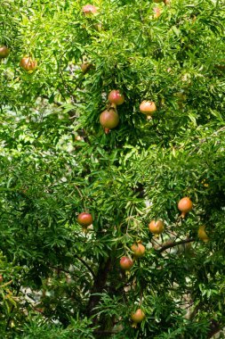 Nar meyve RIPing ağaç