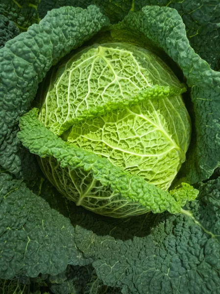 stock image Winter green healthy vegetable, fresh savoy cabbage, new harvest