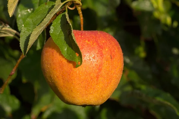 Ώριμα βιολογικό μήλο Braeburn σε Μηλιά — Φωτογραφία Αρχείου