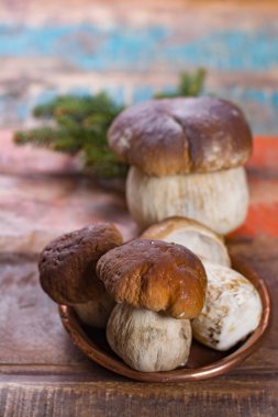Boletus Mantarı, lezzetli madde vahşi yenilebilir ham mantar 