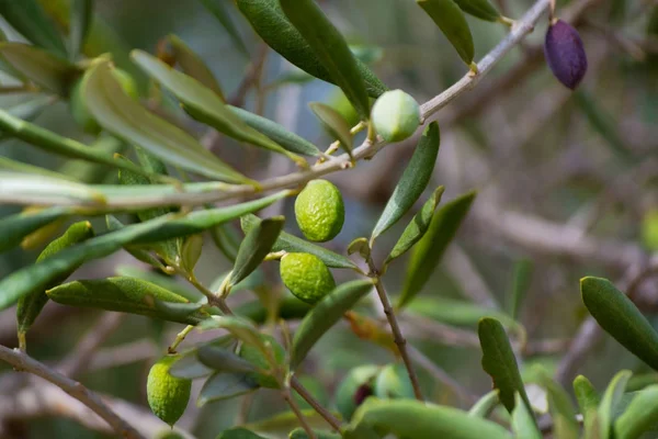 Reife grüne Oliven auf dem Baum — Stockfoto
