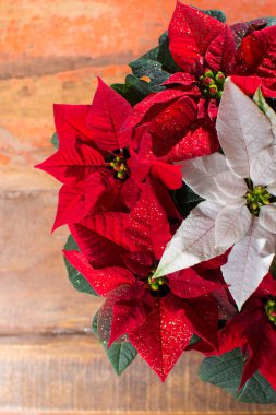 Noel yıldızlı kırmızı ve beyaz Atatürk çiçeği çiçek, Noel dekorasyon yakın çekim