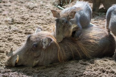 Büyük yaban domuzu, Afrika'da yaşıyor, vahşi hayvan yakın