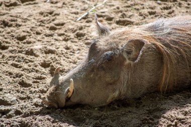 Büyük yaban domuzu, Afrika'da yaşıyor, vahşi hayvan yakın