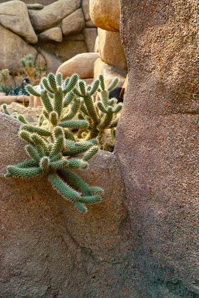 Cactussen Desierto Norteamérica Día Soleado —  Fotos de Stock