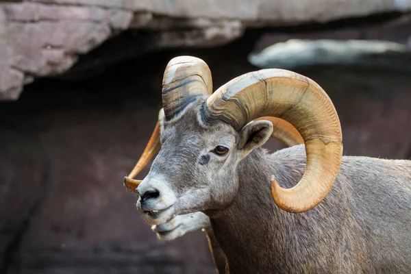 Animali Montagna Pecore Bighorn Vicino — Foto Stock