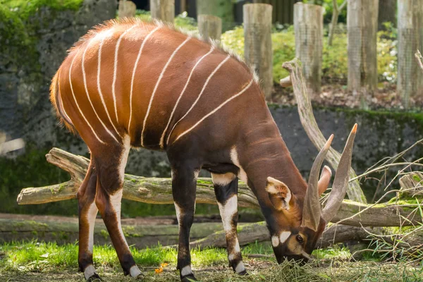 Красивое Животное Большая Восточная Антилопа Бонго Крайне Редкое Животное Покидающее — стоковое фото
