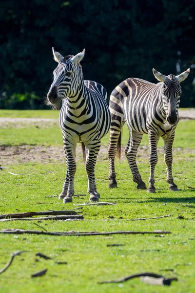 Zebras Preto Brancas Animais Família Cavalos Vive Pastagens Savanas Bosques — Fotografia de Stock