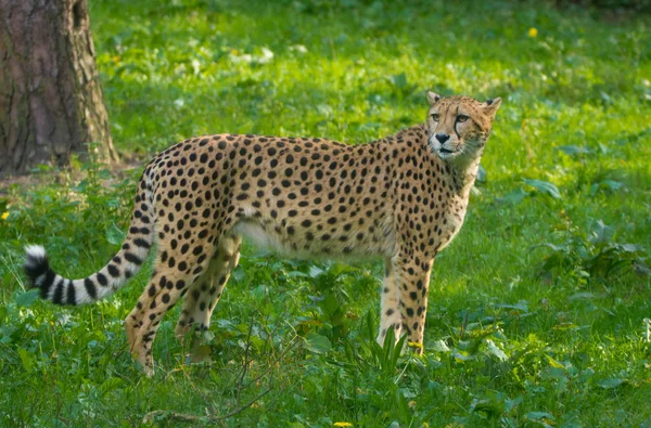 Red list animal - cheetah or cheeta, fastest land animal, large felid of the subfamily Felinae walking on the grass