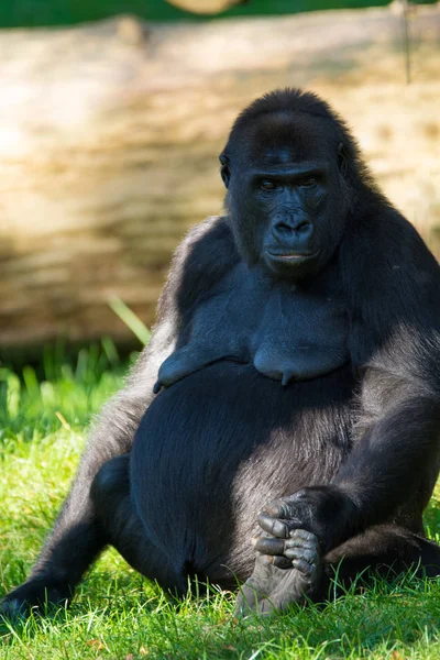 Grande Scimmia Gorilla Nero Siede Sull Erba Giornata Sole — Foto Stock