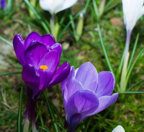 Группа Первых Весенних Цветов Фиолетовые Крокусы Расцветают Парке Крупным Планом — стоковое фото