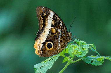 Güzel baykuş kelebek kopyalama alanı kadar yakın