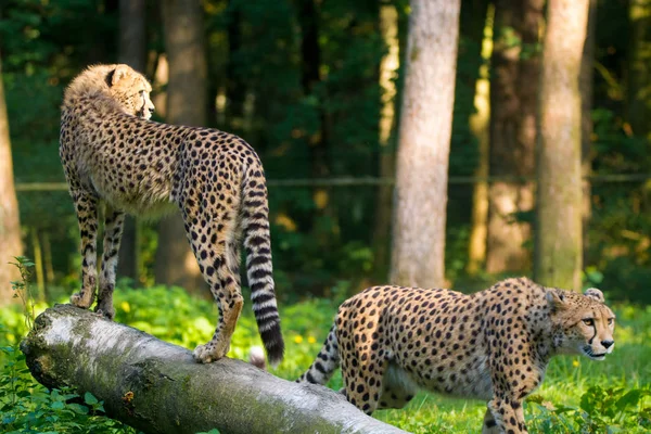 Vörös Lista Állat Gepárd Vagy Cheeta Leggyorsabb Szárazföldi Állat Nagy — Stock Fotó