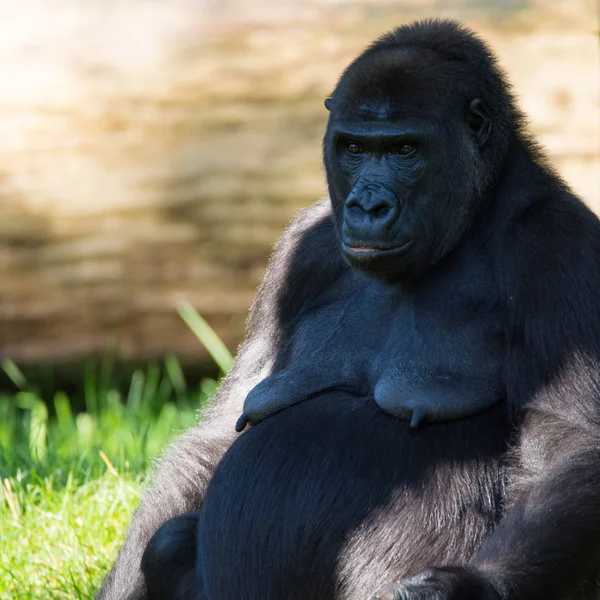 Großer Schwarzer Gorilla Affe Sitzt Auf Dem Gras Sonniger Tag — Stockfoto