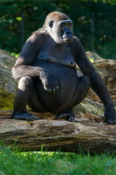 Big Black Gorilla Monkey Sits Grass Sunny Day — Stock Photo, Image