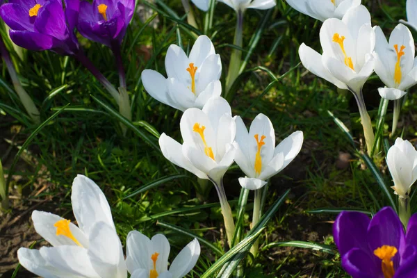 Grup ilk bahar çiçekleri - mor çiğdemler çiçeği dışında 