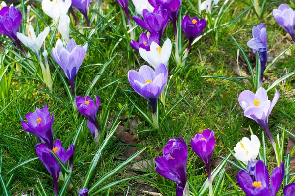 Grupa pierwsza wiosna kwiaty - fioletowe krokusy kwiat poza — Zdjęcie stockowe