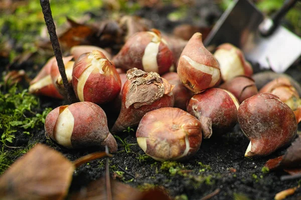 Preparazione per la stagione primaverile in giardino, tulipani rosa e giallo — Foto Stock