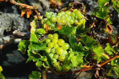Lanzarote üzüm bağları, La Geria şarap bölgesi, malvasia üzüm asma ben