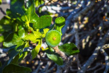 Lav buzlu bitki örtüsü incir meyve RIPing incir ağacı, Timanfa üzerinde