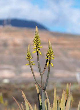 Aloe vera plantation, aloe vera, sağlıklı tarımı bitki bize